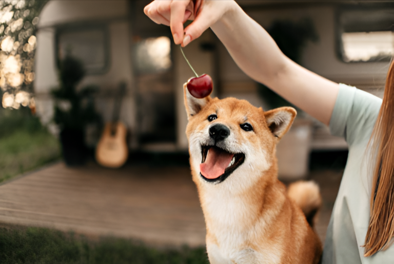 Are Cherries Bad For Dogs?