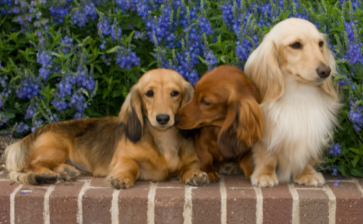 long haired dachshund